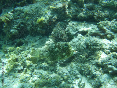 Mexico Cozumel Summer Under water Malinelife Blow fish