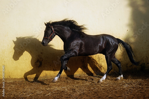 black stallion with long mane