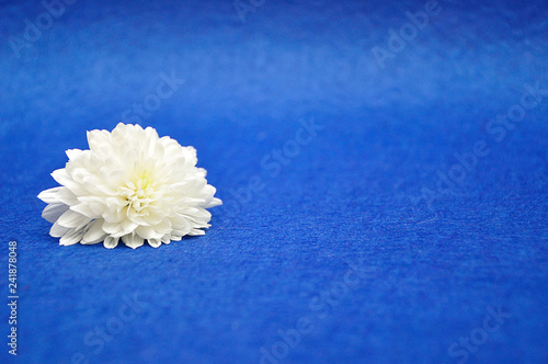 A single white aster isolated against a dark blue background