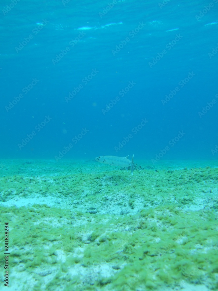 Mexico Cozumel Summer Under water Malinelife Barracuda