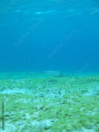 Fototapeta Naklejka Na Ścianę i Meble -  Mexico Cozumel Summer Under water Malinelife Barracuda