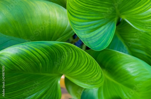 Background of Beautiful Elephant Ear or Colocasia Plants photo