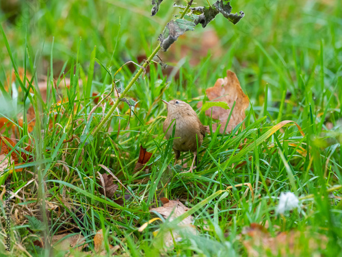 Wren in the grass looking for inscects