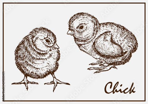 Two painted chicken