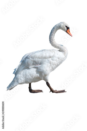 isolated swan on white background