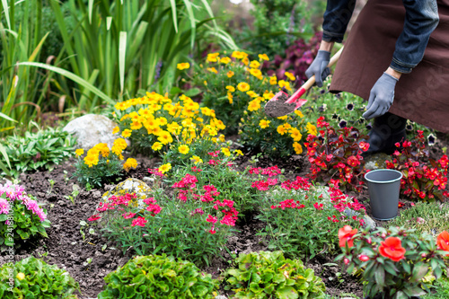 Woman cares about flowers in the flower garden, horticulture and the flower planting concept
