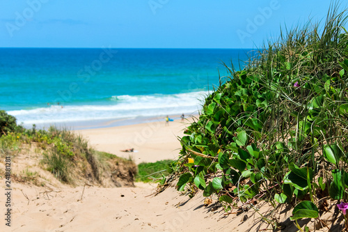 Green plants and flowers growing on sand dune with view of a beach during a summer day with clear sky and blue water  Noosa National Park  Australia 