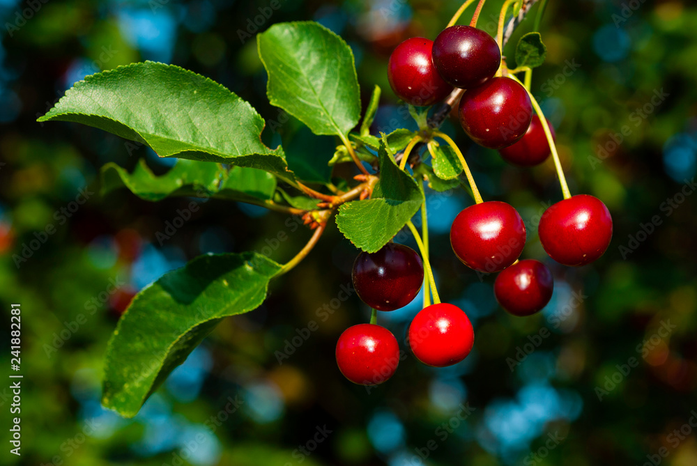 Obraz premium Cherry