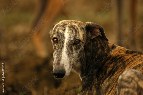 spanish greyhound portrait