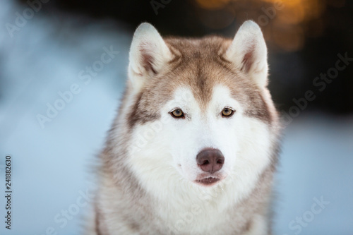 Close-up portrait of cute siberian Husky dog sitting on the snow in the fairy winter forest at sunset