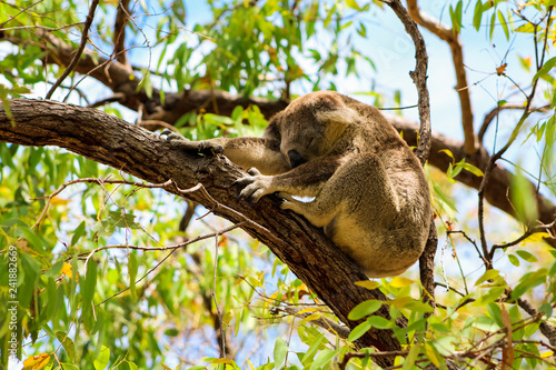 Sleeping Australian koala high up in a tree during spring time as spotted during a hike on Magnetic Island (Townsville, Queensland, Australia)