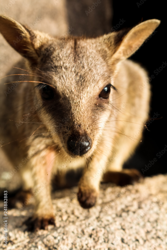 Close-up of wild Australian wallaby spotted during sunset on Magnetic Island (Townsville, Queensland, Australia) Close-up of wild Australian wallaby spotted during sunset on Magnetic Island (Townsville, Queensland, Australia)