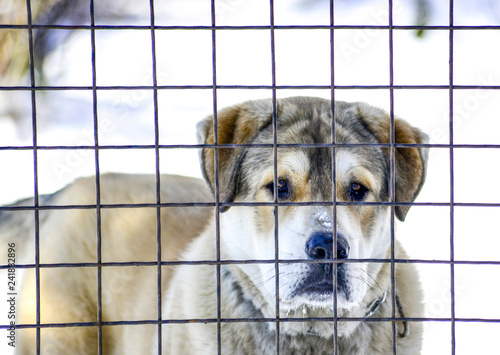 sad dog behind wired fence in winter