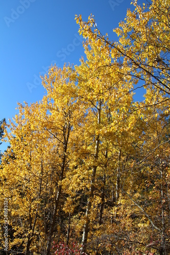 Golden Colours Of Autumn, Government House Park, Edmonton, Alberta