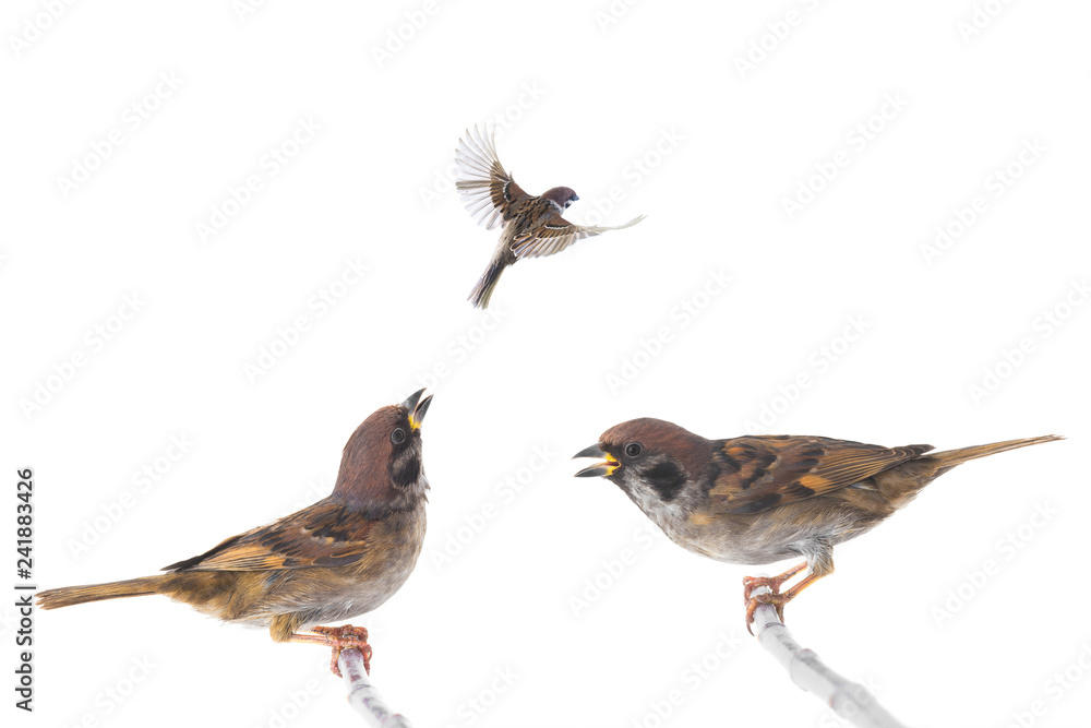 Fototapeta premium screaming sparrow isolated