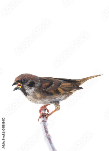screaming sparrow isolated