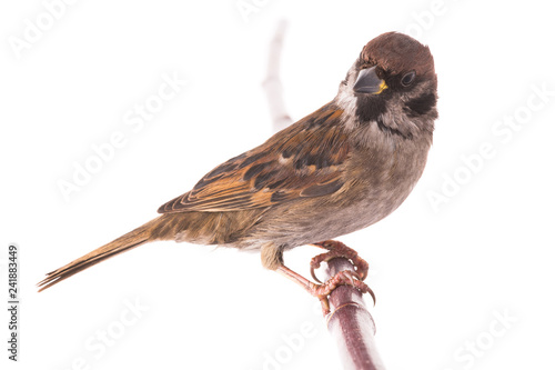  sparrow isolated