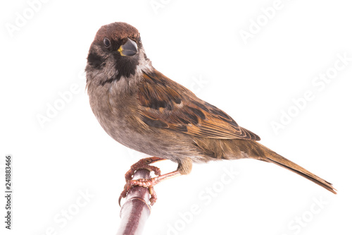  sparrow isolated