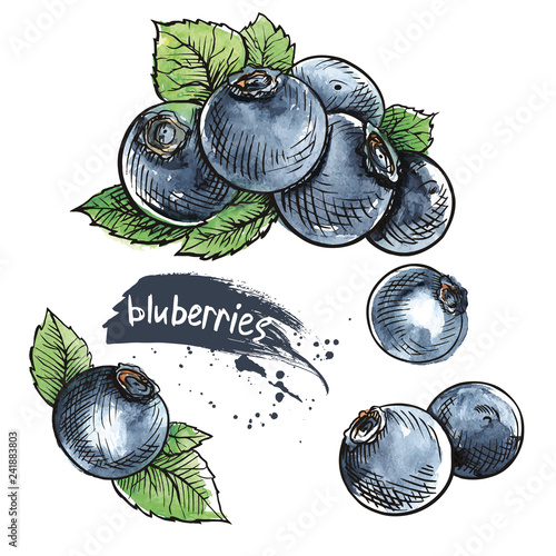 blueberry hand drawn set