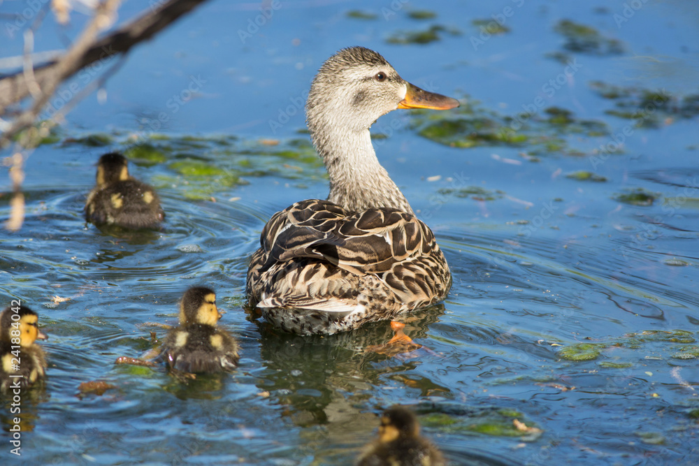Female duck and ducklings on a pond Female duck and ducklings on a pond