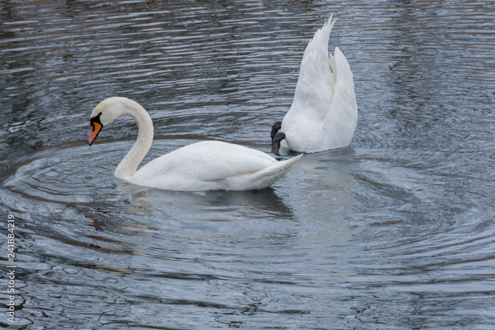 Fototapeta premium Łabędzie czarno-dziobe 1