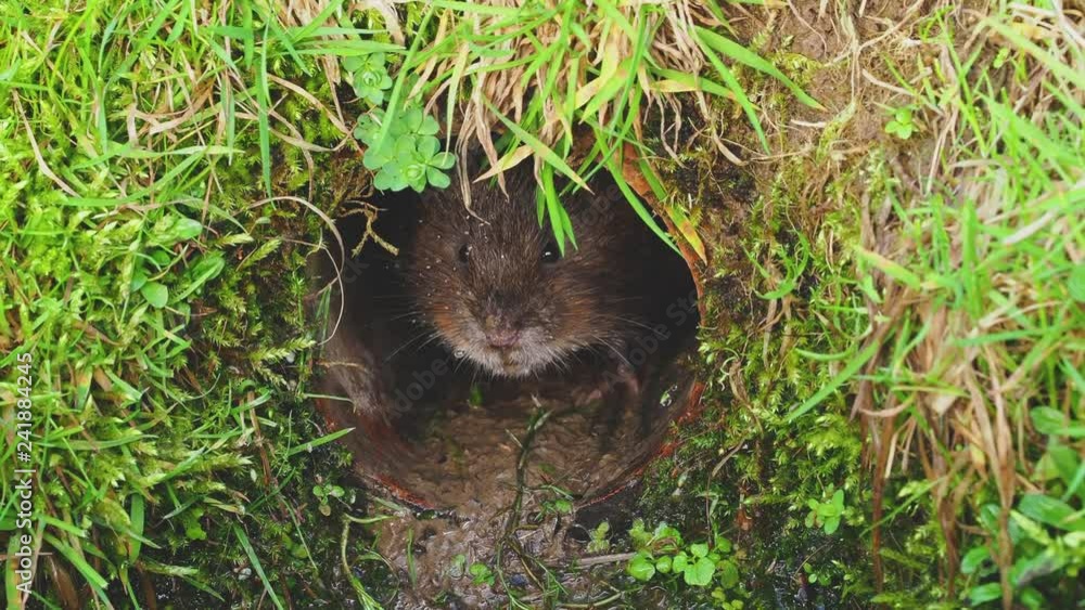 Water Vole looking out of a Drain Pipe Water Vole looking out of a Drain Pipe
