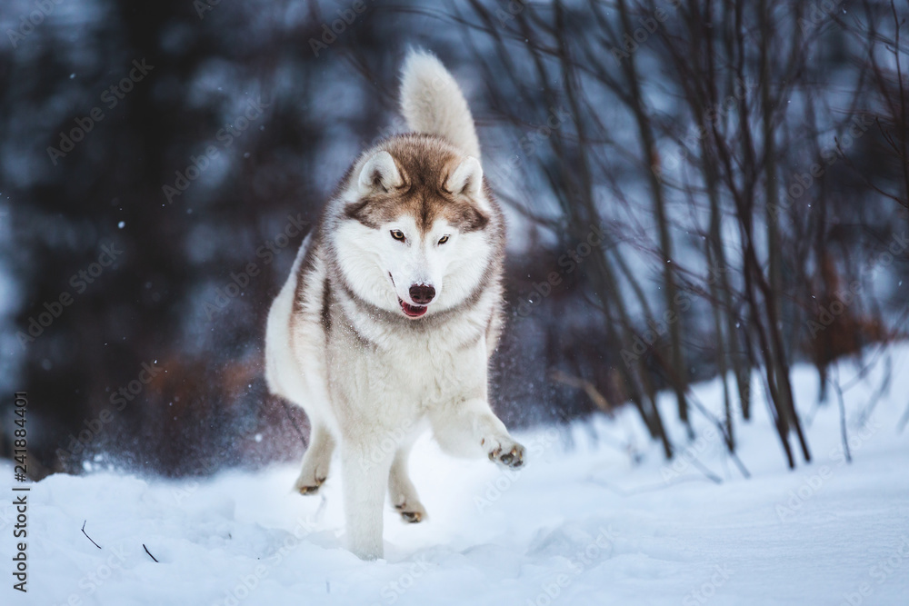 Crazy and happy beige and white dog breed siberian husky running on the snow path in the forest