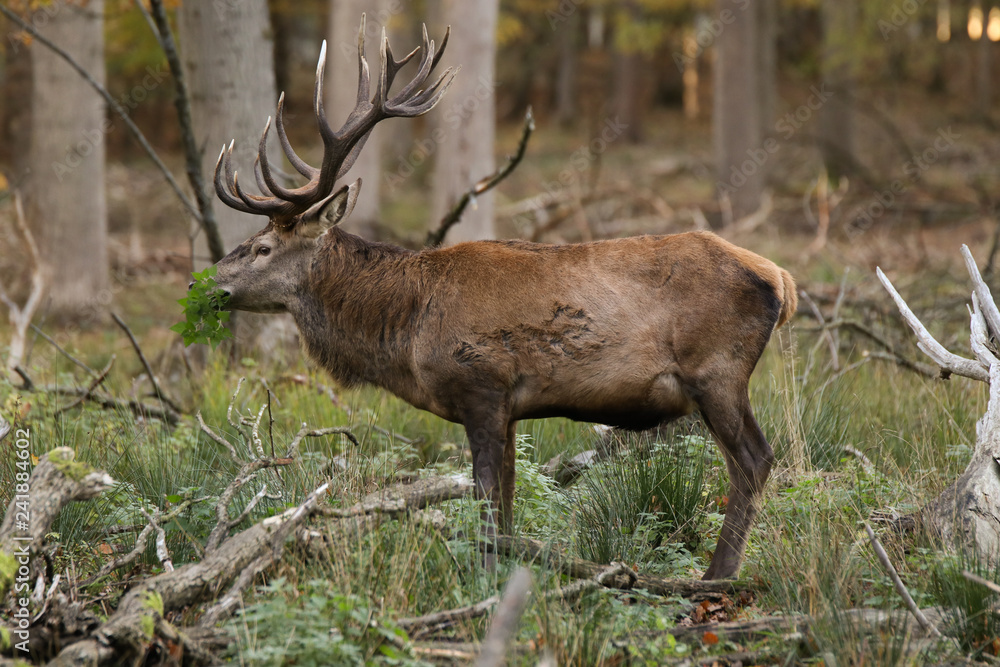 Majestic stag eating