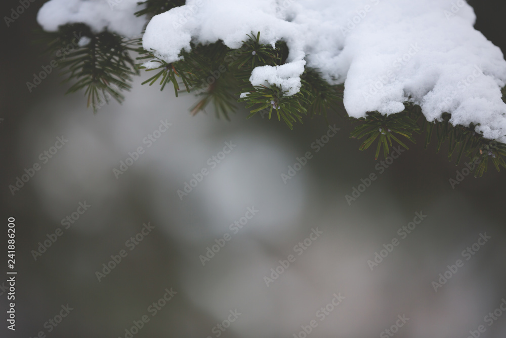 Image of Fir tree branch on snow. Christmas winter background.