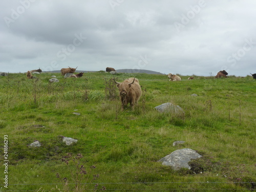Highland (Scottish cow)