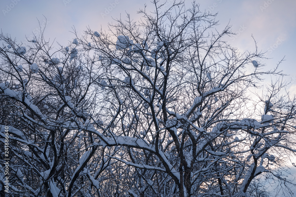 Fototapeta premium Winter
