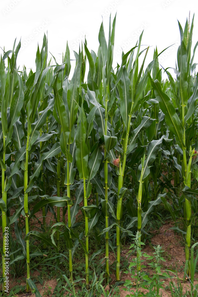 Landwirtschaftliches Maisfeld Landwirtschaftliches Maisfeld
