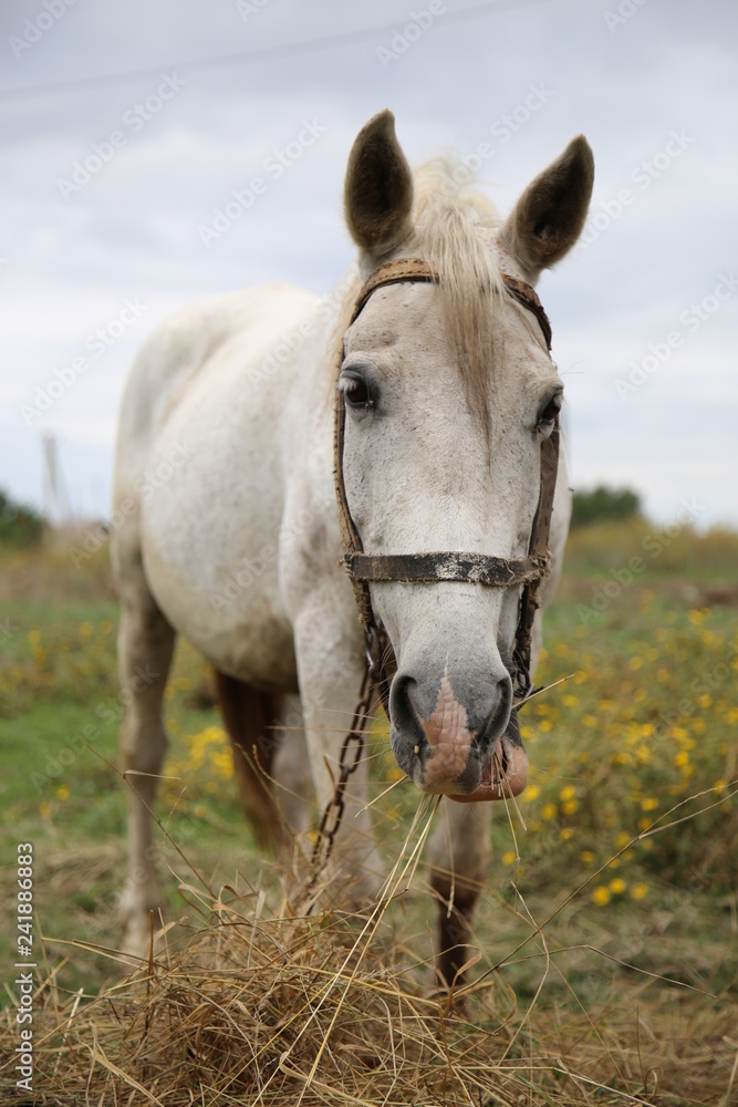 beautiful white horse beautiful white horse