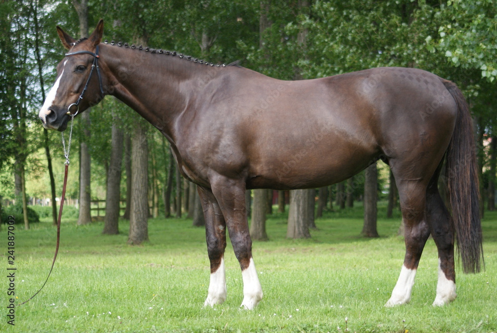 Fototapeta premium Pferd 8