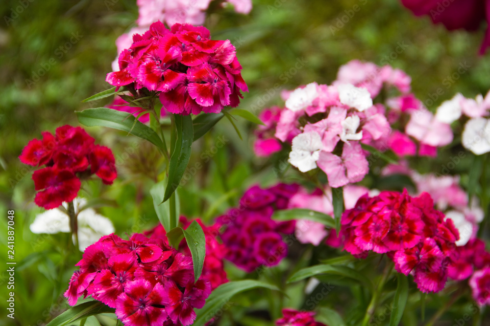 Blume in der Naturlandschaft Blume in der Naturlandschaft
