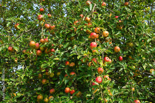 Äpfel an einem Apfelbaum 