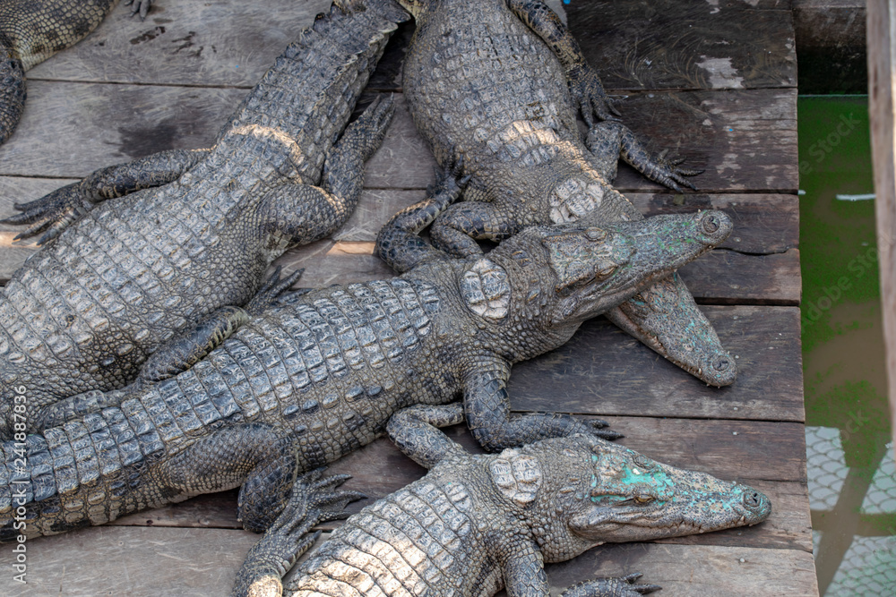 Obraz premium Crocodiles being farmed for meat and skins. They are contained in the hold of a boat in the floating town on Tonle-Sap