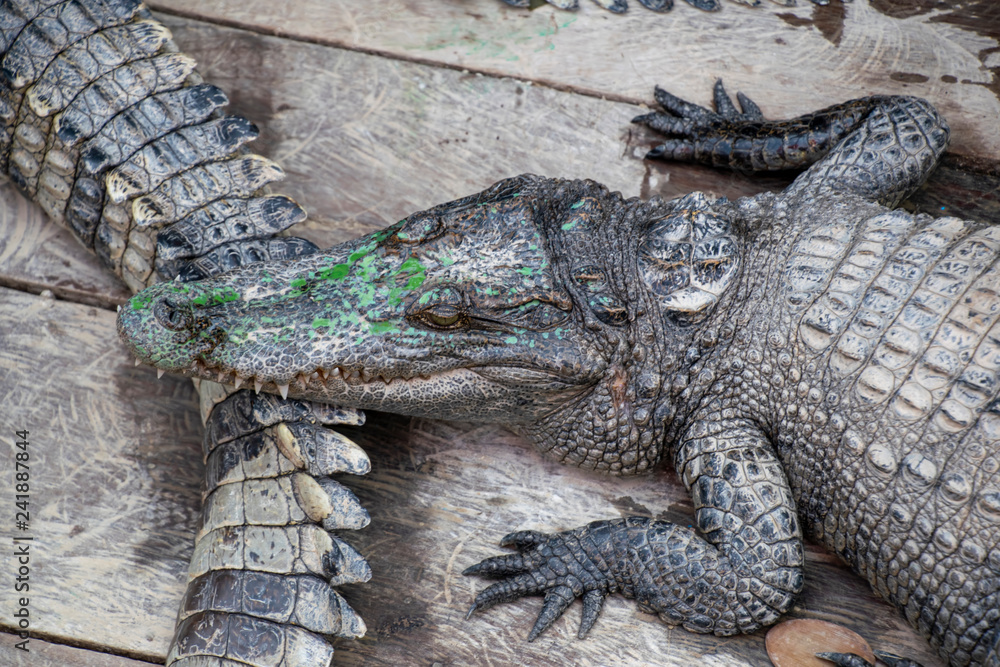 Crocodiles being farmed for meat and skins. They are contained in the hold of a boat in the floating town on Tonle-Sap Crocodiles being farmed for meat and skins. They are contained in the hold of a boat in the floating town on Tonle-Sap