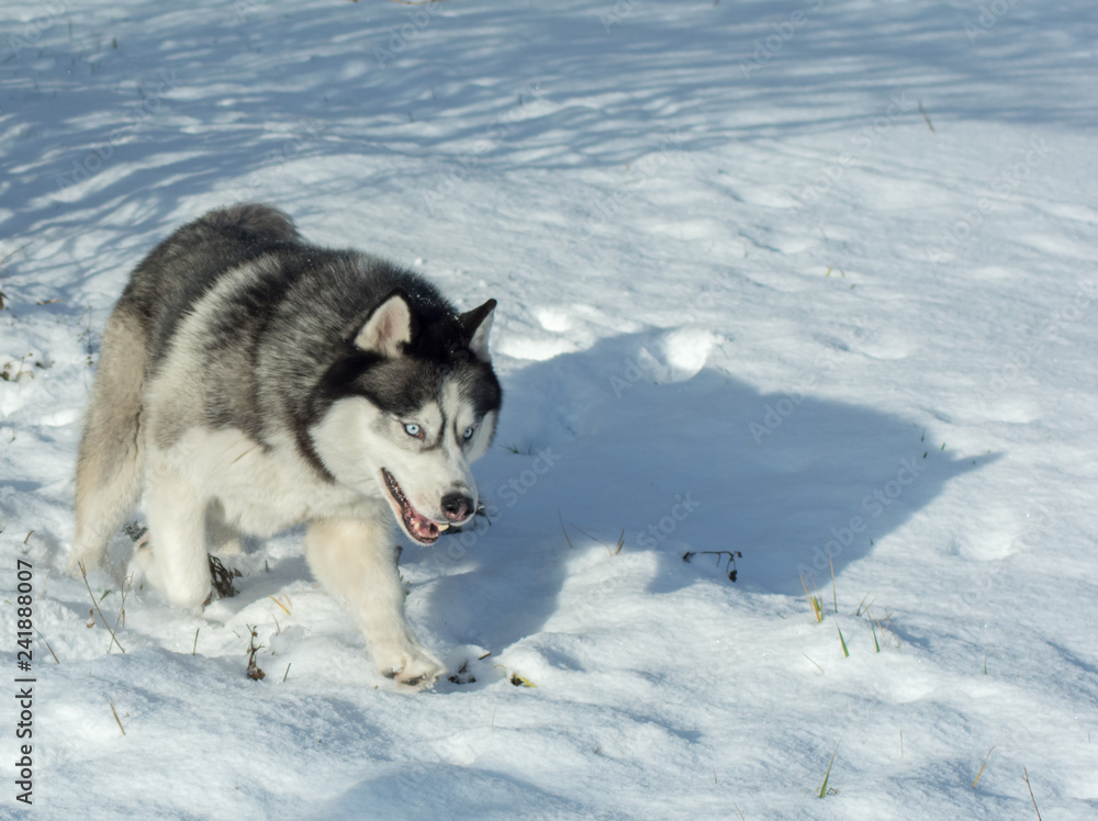 Pies Husky zimą