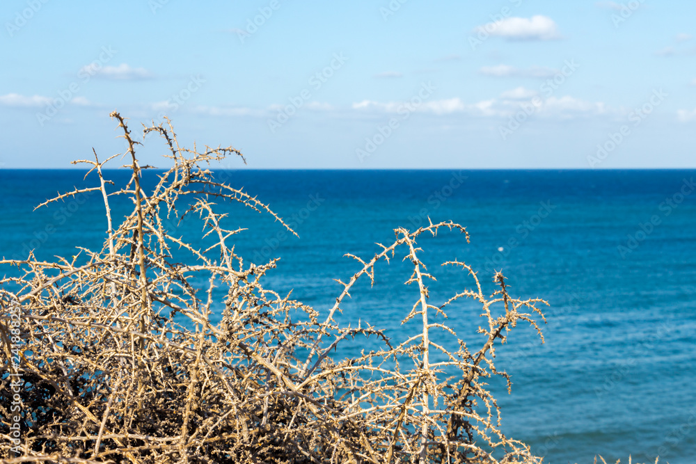 Dried bush branched with the blue sea in the background on a bright summer day with a few clouds. Nature background.
