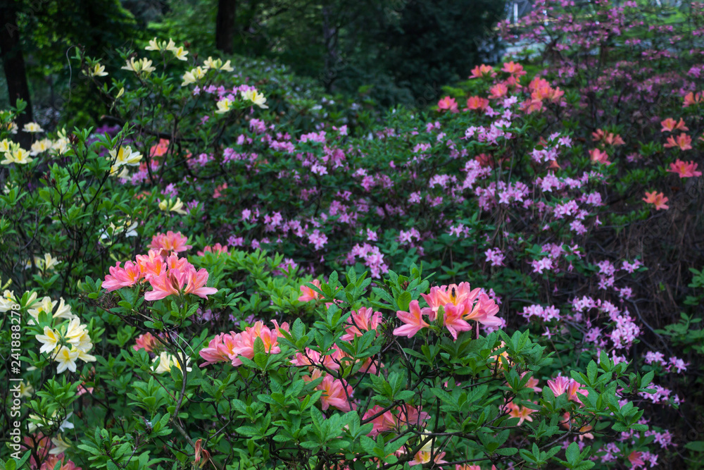 Azalea. Bright and juicy flowers on the azalea bush. Floral background with beautiful flowers.