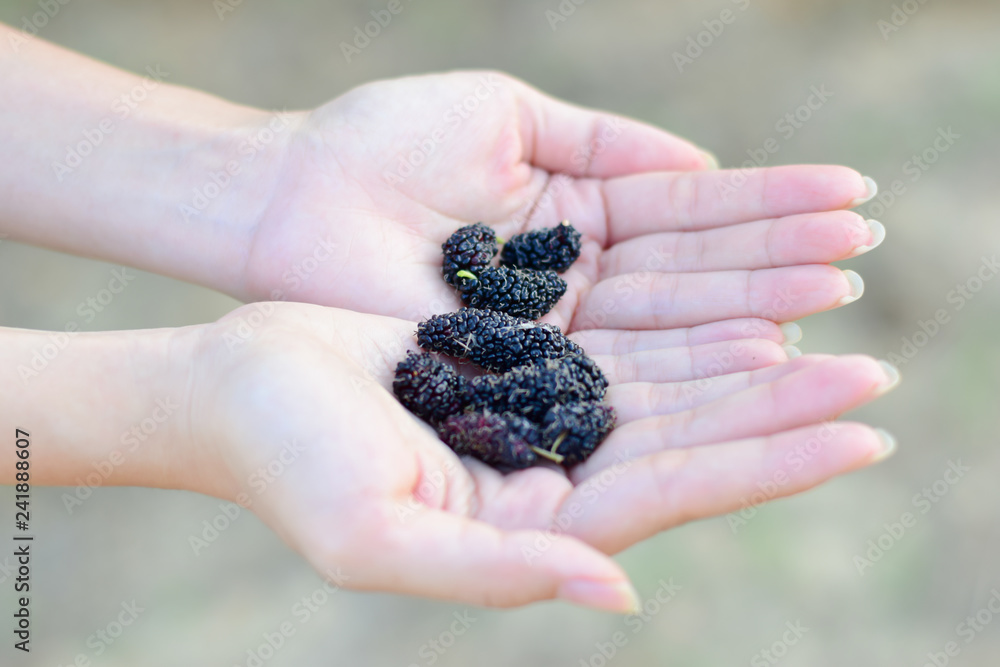 Fresh Mulberry fruits on hand, Mulberry with very useful for the treatment and protect of various diseases, Organic fresh, ripe fruit. Fresh Mulberry fruits on hand, Mulberry with very useful for the treatment and protect of various diseases, Organic fresh, ripe fruit.