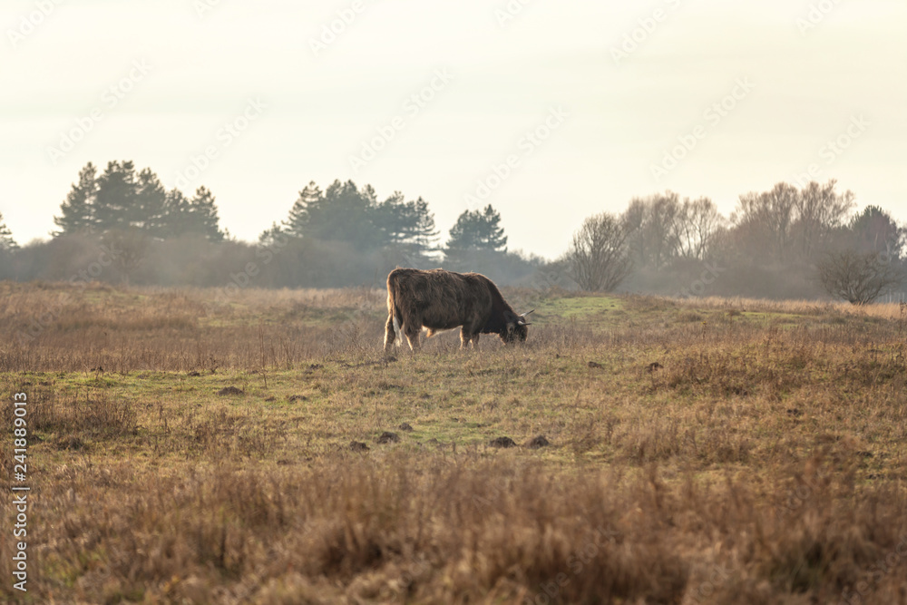Fototapeta premium rinder