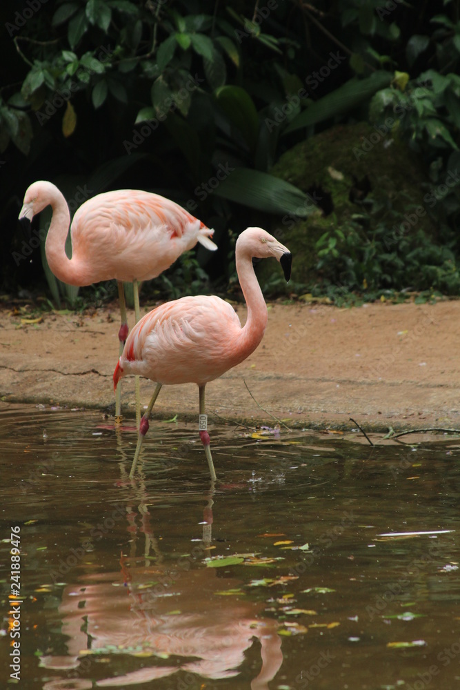 Fototapeta premium Pink Flamingo in Brazil