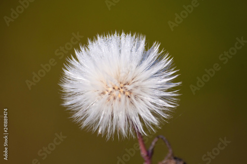 The plant is beautiful fluffy prickly. Autumn summer and changes in nature.