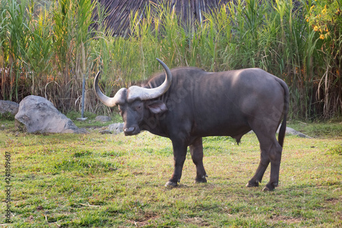 African buffalo  Syncerus caffer  in field