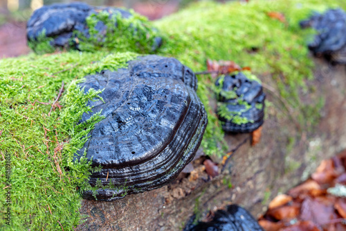 Forest huba on the trunk of a tree. Mushrooms, parasites in the forest. photo