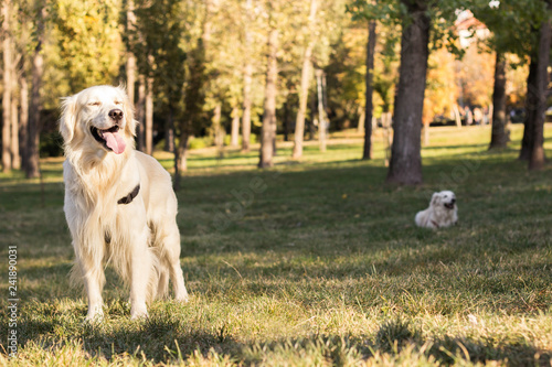 Portrait of Dog in the city park 