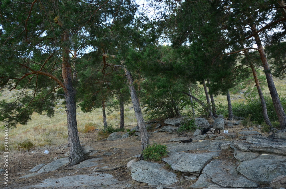 nature of pine nature of pine