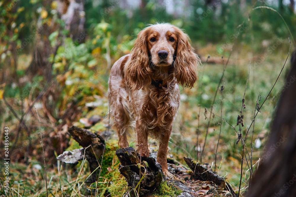 red dog Spaniel stands on an old fallen tree in the forest